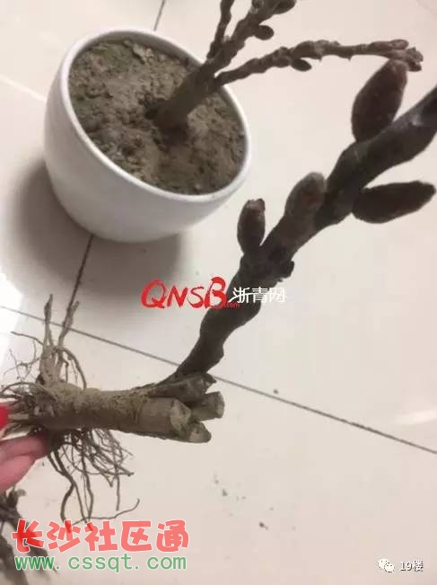 ݴI꺬ŵ÷Ϥ(sh)ºɵ